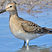 Pectoral Sandpiper